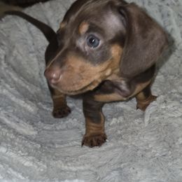 Brownie - Chocolate male Dachshund puppy in Malabar, Florida from Dicrocco's Doxies