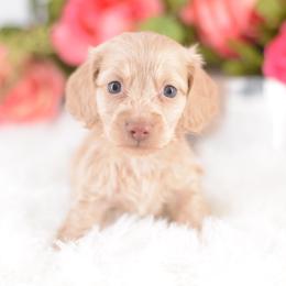 Toast -- FULL AKC Cream Silky - Cream male Dachshund puppy in Neosho, Missouri from A Walk In The Park