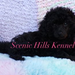 Lyric - Black female Poodle puppy in Hurricane Mills, Tennessee from Scenic Hills Kennels