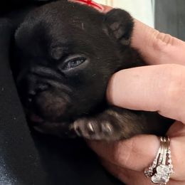 Violet - Liver female French Bulldog puppy in Delhi, Louisiana from 4T Ranch
