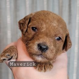 Maverick (Black Collar) - Red  male Goldendoodle puppy in Scurry, Texas from 07 Seven Oaks Goldens and Doodles