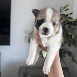 Pomsky Puppies from Velvet Pomskies