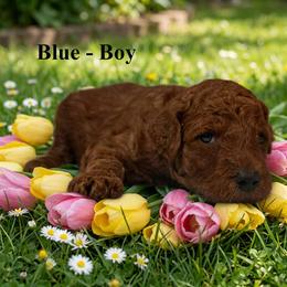 Boy 1 - Red  male Poodle puppy in Mc Henry, Illinois from Sunset Maple Poodles