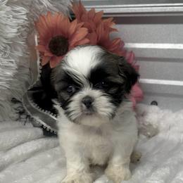 Darla - Black white and silver female Shih Tzu puppy in Elgin, South Carolina from Silver Bells Paw Prints
