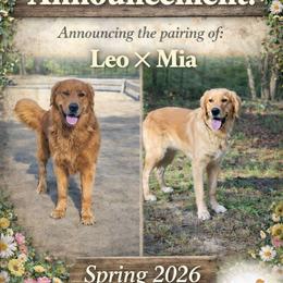 Golden Retriever puppies from Golden Star Ranch