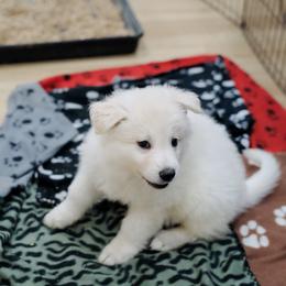 Berger Blanc Suisse Puppies from Moonlight Berger Blanc Suisses