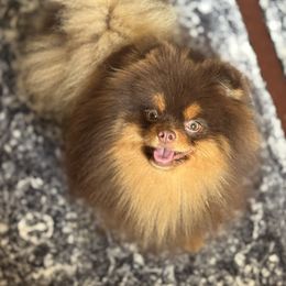 Romeo - Pomeranian