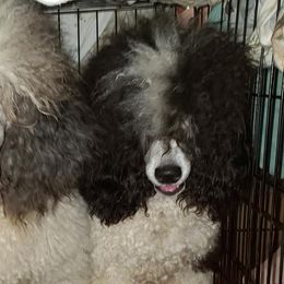 Poodles from Riverlea Kennel