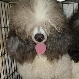 Poodles from Riverlea Kennel