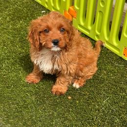 Pip (male - grey collar) - Red male Cavapoo puppy in Gilbert, Arizona from Azteddybeardoodles