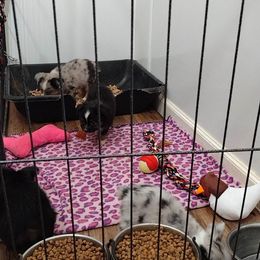 Miniature Australian Shepherd and Toy Australian Shepherd Puppies from Caprock Mini & Toy Aussies