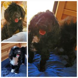 Havanese Puppies from Darrtfarms