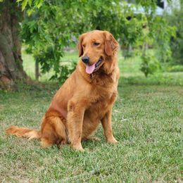 Kari - Golden Retriever