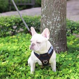 Everest - French Bulldog