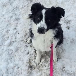 Rosie - Black and white female Border Collie puppy in Chicora, Pennsylvania from Riverwood
