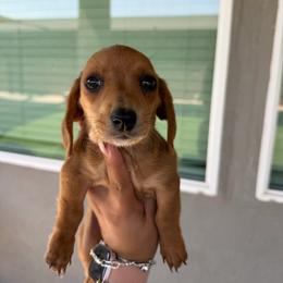 Kimber - Dapple female Dachshund puppy in Agua Dulce, Texas from Sunny EP Weenies