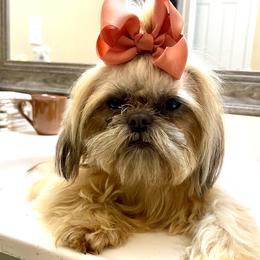 Jinx - Shih Tzu
