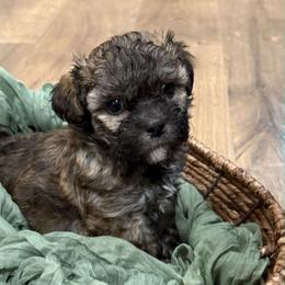 Rosalita - Brown female Shichon puppy in Bradford, Ohio from Ted E. Bear Patch