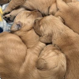 Girl 5 - Dark golden female Golden Retriever puppy in Joliet, Illinois from Breezewood Kennel