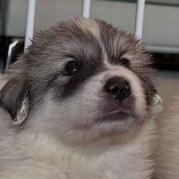 Laura - White and badger female Great Pyrenees puppy in Murfreesboro, Tennessee from Storybook Tails Farm