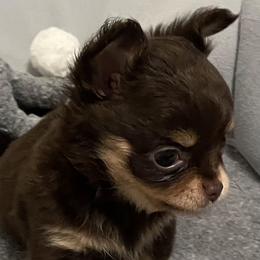 Sophie - Chocolate and tan female Chihuahua puppy in Lake City, Florida from Faith's Heavenly Chihuahuas