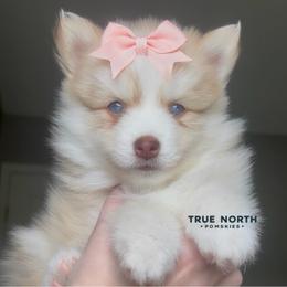 Pomsky Puppies from True North Pomskies