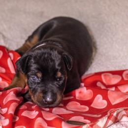 Lavender Girl - Black and rust female Doberman Pinscher puppy in Shelby, North Carolina from IronBee Dobermans