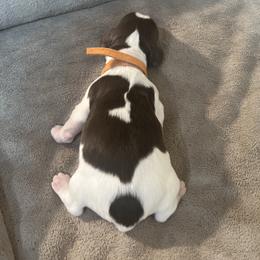 Gatsby - Liver white and tan male English Springer Spaniel puppy in Phoenix, Arizona from Desert Shadow Springers