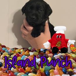 Island Punch - Black female Labrador Retriever puppy in Water Valley, Mississippi from Three Lakes Labs & WHDs