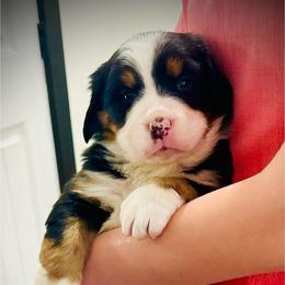 Angel - Black rust and white female Bernese Mountain Dog puppy in Strasburg, Ohio from Lois Allison