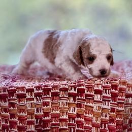 Teal Collar - Apricot female Australian Labradoodle puppy in Coeur D'alene, Idaho from Lake City Labradoodles