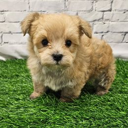 Memphis - Gold male Morkie puppy in Monticello, Iowa from Ashley’s Puppies