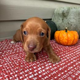 Gus - Red male Dachshund puppy in Staley, North Carolina from Waite's Dachshunds