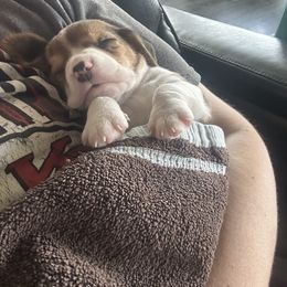 Beagle Puppies from Stranger Creek Beagles