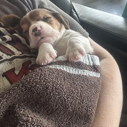 Beagle Puppies from Stranger Creek Beagles