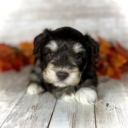 Miniature Schnauzer Puppies from Silver Sage Schnauzers