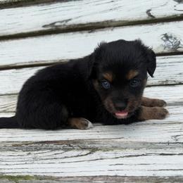 Blue - Black tri female Toy Australian Shepherd puppy in Licking, Missouri from Burnett Aussies