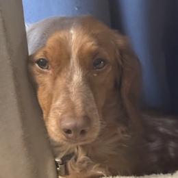 Dachshunds from Trinity Elite Dachshund's