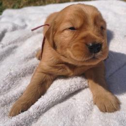 Berry- Hot pink collar (5th pick female) - Dark golden female Golden Retriever puppy in Tenino, Washington from Oak River Goldens'