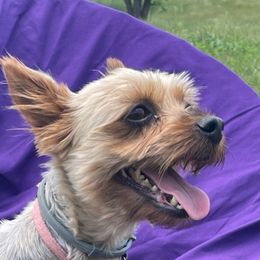 Yorkshire Terriers from Bishops’ Bounty