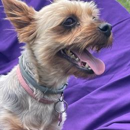 Yorkshire Terriers from Bishops’ Bounty