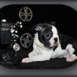 Girl 2 - Black and white female Boston Terrier puppy in North Central, Vermont from Windy Valley’s Bostons