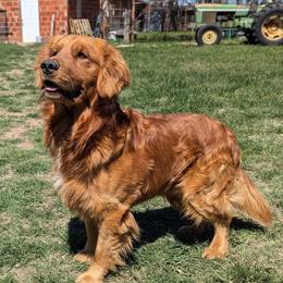 Dino - Golden Retriever
