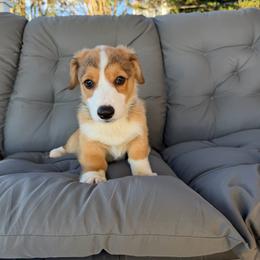 Pink - Sable female Pembroke Welsh Corgi puppy in Dobson, North Carolina from Clover S Farm