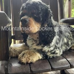 Blue - Cocker Spaniel