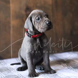 Ripple - Blue male Great Dane puppy in Denison, Texas from Hundeity Great Danes