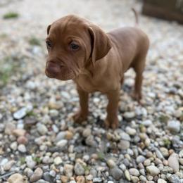 Boy 1 - Rust golden male Vizsla puppy in Gulf Breeze, Florida from April's Vizslas