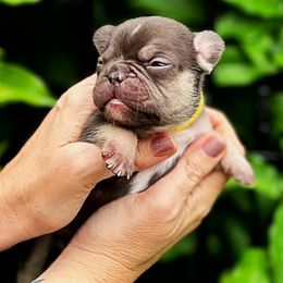 French Bulldog Puppies from Novastar French Bulldogs