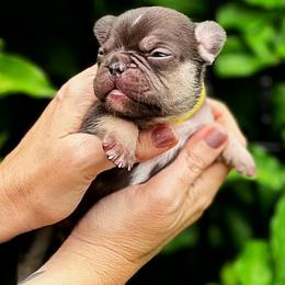 French Bulldog Puppies from Novastar French Bulldogs