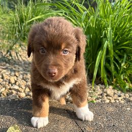 Snickers - Red tri male Miniature Australian Shepherd puppy in Dalbo, Minnesota from JW Ranch Aussies